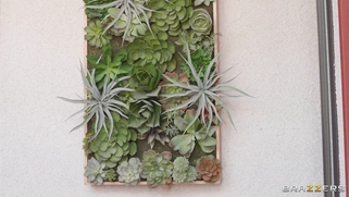 Adaline Star gets her ass worshipped by Xander Corvus